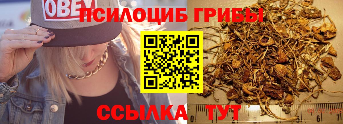 Каменск-Шахтинский  Галлюциногенные грибы Psilocybe  Вход с VPN 